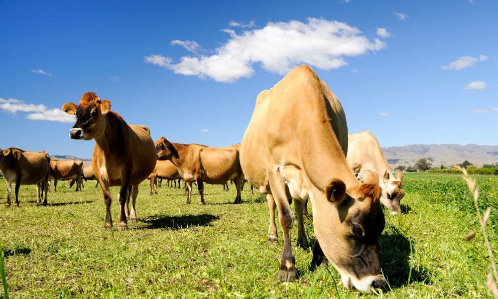 Australian Jersey Cattle exports