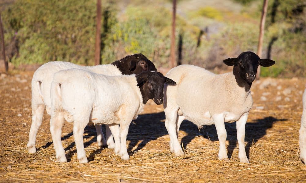 Australian dorper sheep exports