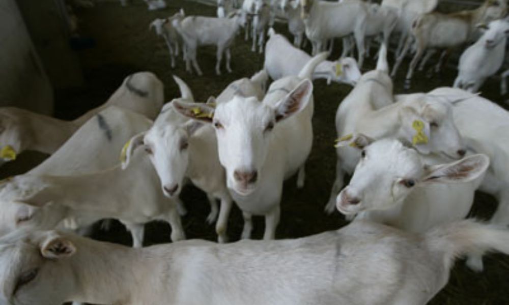 Australian goat exports