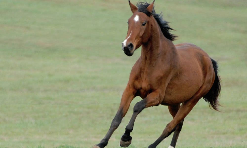 Australian racing horse exports