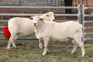 australian-white-sheep-export