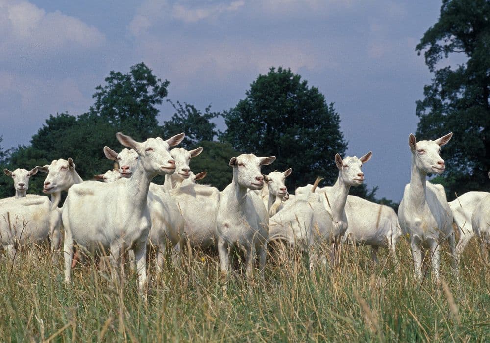 Australian Dairy Goat exports