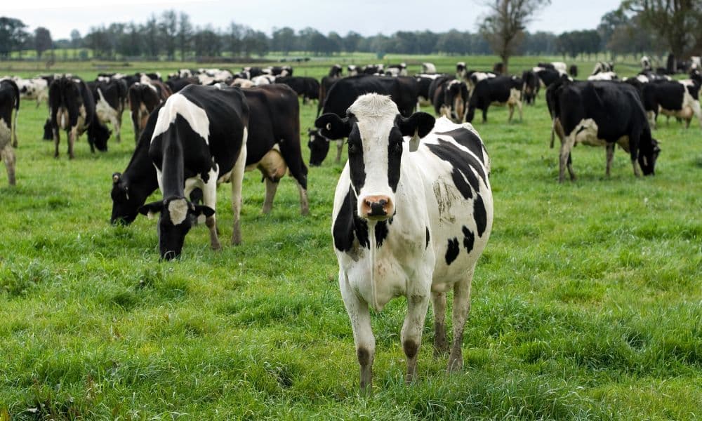 Holstein Friesian imports australia