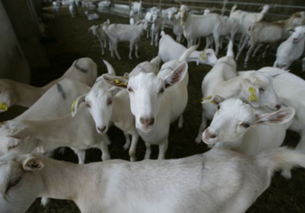 Saanen Goat exports