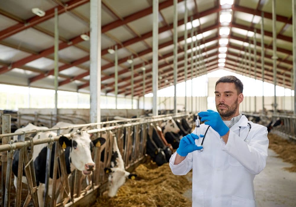 Selection & Health Testing cattle