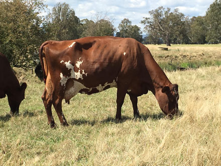 illawarra cattle large