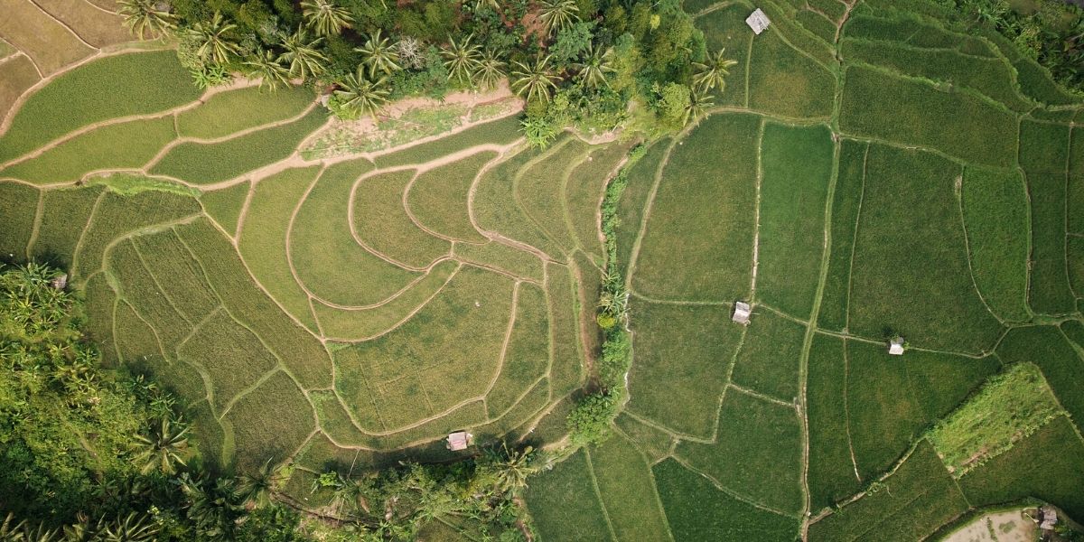 indonesian-dairy-industry