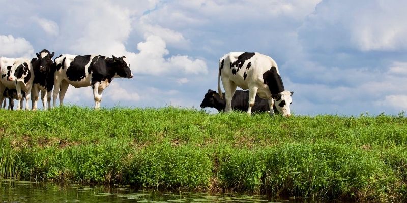 vietnam dairy industry