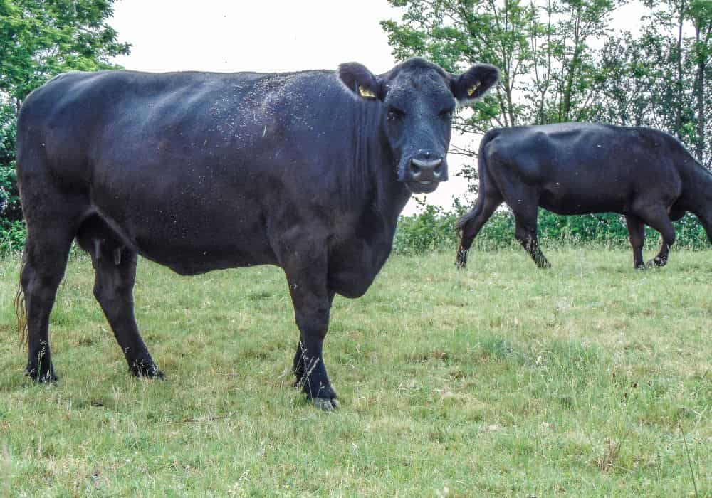 Angus cattle exports Australia