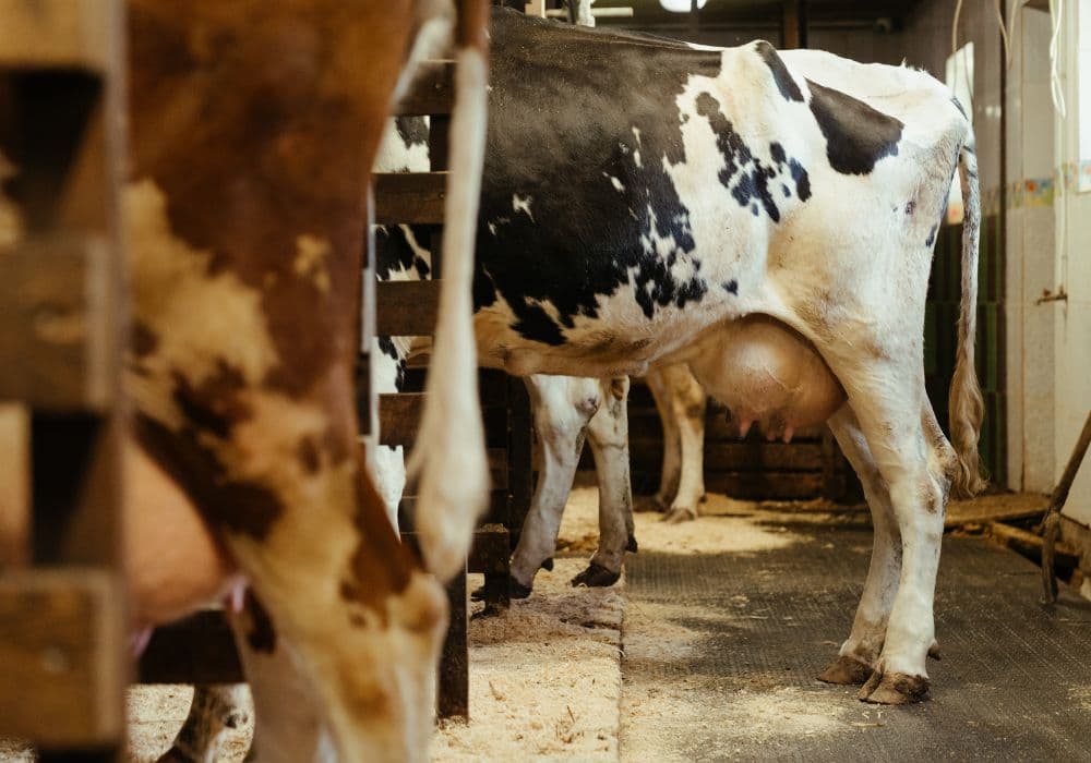 Holstein Friesian udder