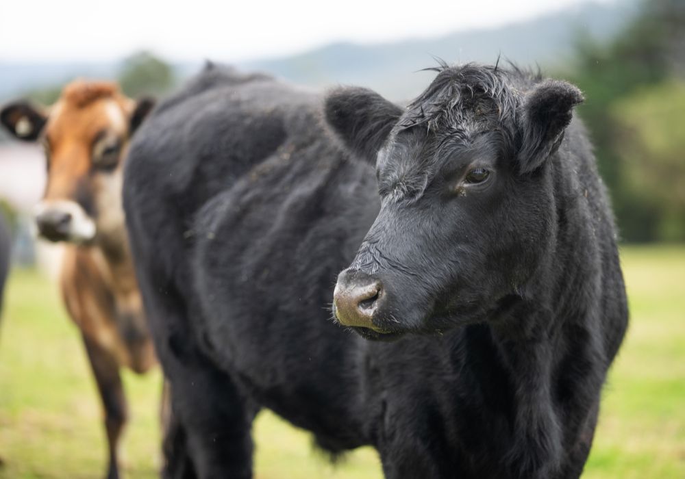 wagyu cattle exports australia